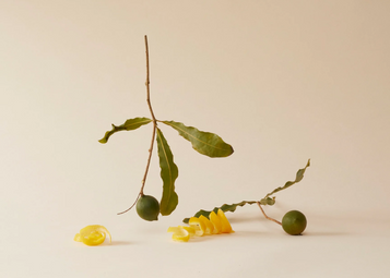 Cerbera Odollam Gaertn or Apocynaceae, a plant