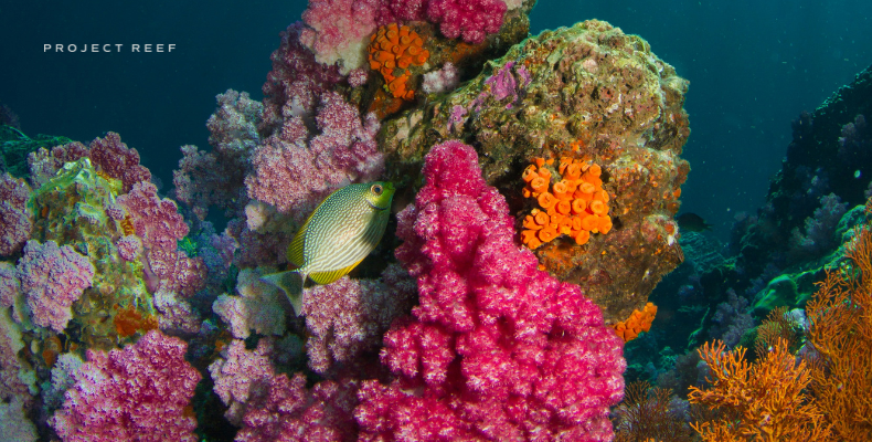 Coral reef that needs protection with reef safe sunscreen