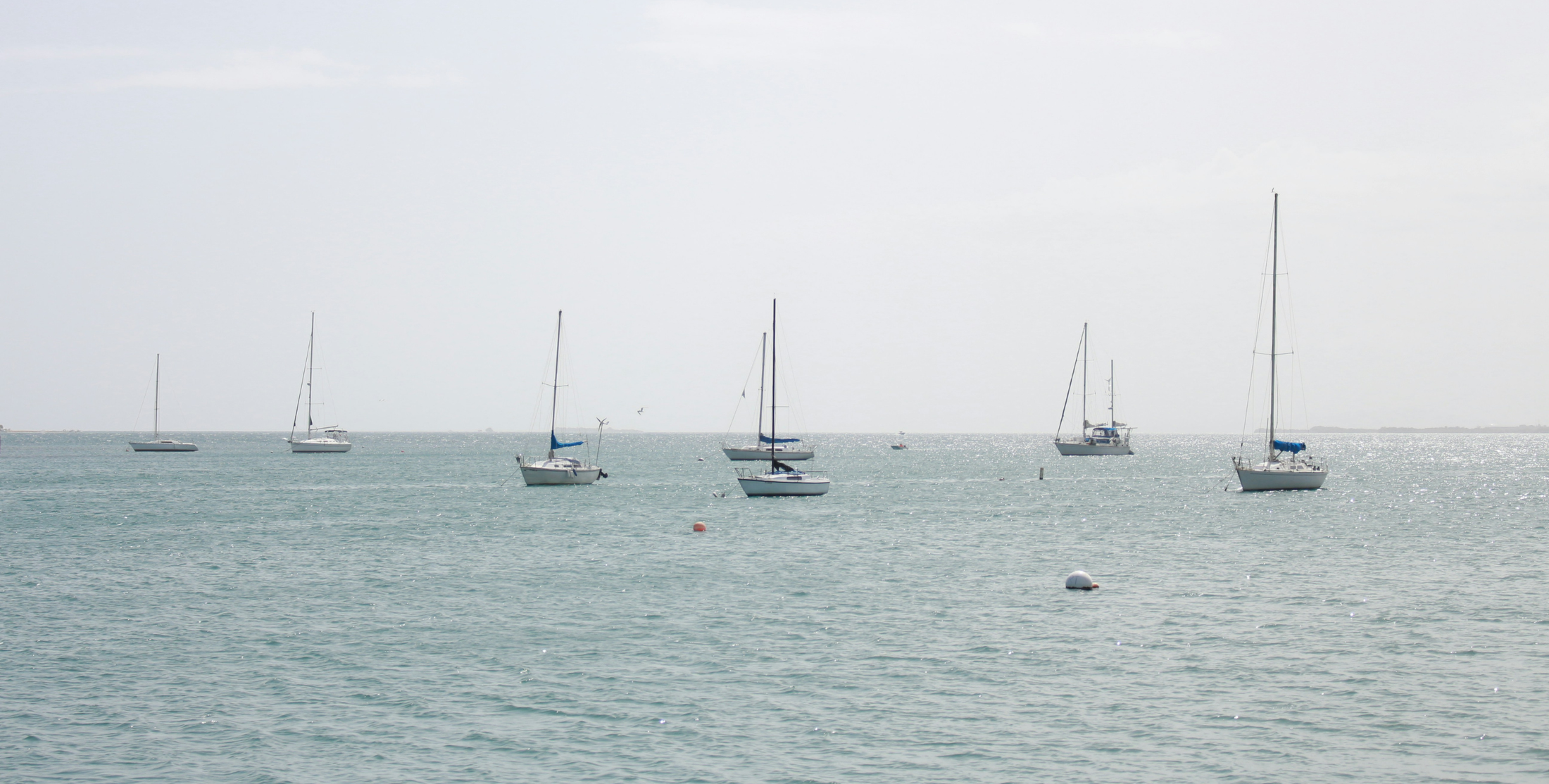 Project Reef x Safe Harbor Race Weekend