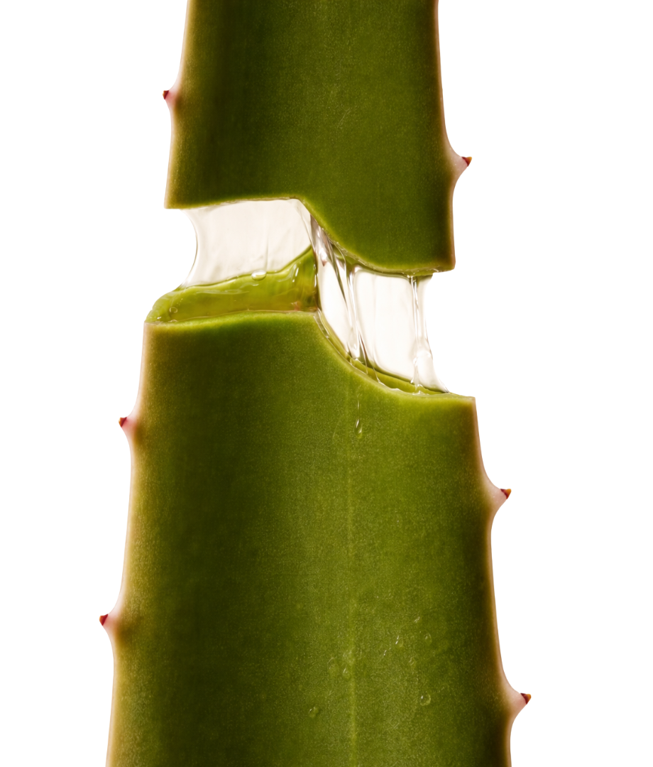 Close-up of a green aloe vera used in aloe vera cooling mist