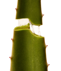Close-up of a green aloe vera used in aloe vera cooling mist