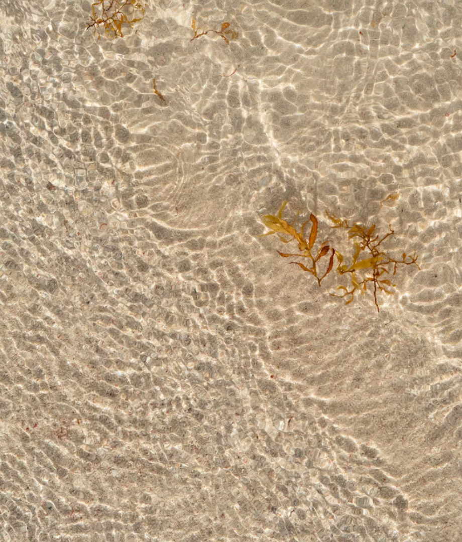 Close-up of wet sand with small beach plants, perfect for sunny days with sunscreen protection
