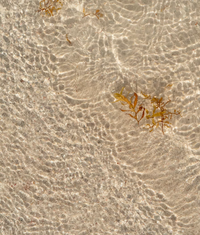 Close-up of wet sand with small beach plants, perfect for sunny days with sunscreen protection