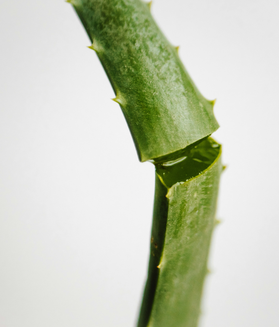 Close-up of organic aloe vera with serrated edges on a white background