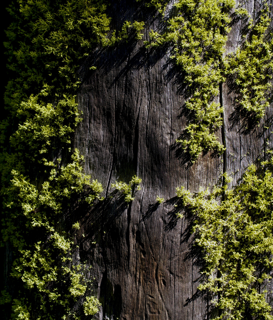 After-sun Peppermint Lipbalm Duo